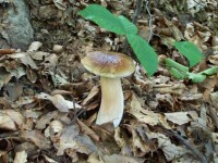 /album/fotogaleria/n1594909584-139568-840293-jpg/