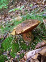 /album/fotogaleria/a17332-1249391846782-1589062751-607693-460455-n-jpg/