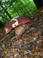 /album/fotogaleria/a17332-1249391806781-1589062751-607692-5618448-n-jpg/