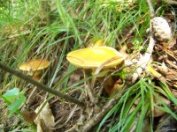 /album/fotogaleria/a17332-1249391566775-1589062751-607686-2373658-n-jpg/