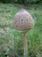 /album/fotogaleria/a17332-1249391526774-1589062751-607685-7741249-n-jpg/