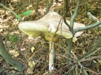 /album/fotogaleria/a17332-1249391486773-1589062751-607684-7423694-n-jpg/